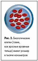 Биологические клетки (такие, как красные кровяные тельца) имеют размер в тысячи нанометров